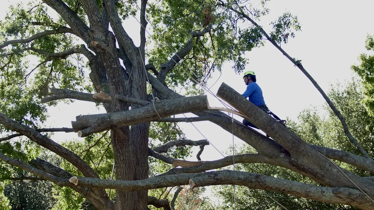 Professional Crown Thinning performed by certified arborists in Aransas Pass